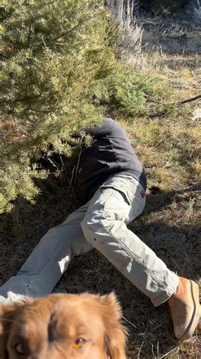Upper Canyon Outfitters on Instagram: "How to cut a tree with a busted back 101. Jake is a profesor at the school of hard knocks."