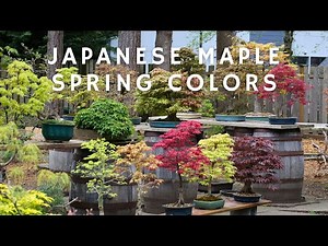 Amazing Spring Colors on Japanese Maple Bonsai