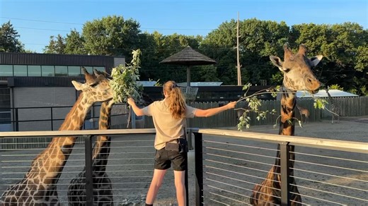 It takes a real pro to feed THREE giraffes at the same time, but our primary giraffe keeper, Brooke, is up for the challenge! Zoo keepers are tough, but giraffe necks and tongues are super strong for stripping bark and leaves off of trees. You can see how hard they pull at these browse branches! Thanks to volunteer Shelby for sharing! | Potawatomi Zoo