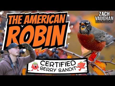 The American Robin : Certified Berry Bandit