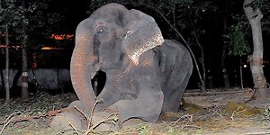 Raju, l'elefante che ha pianto per la sua liberta',ancora in pericolo (PETIZIONE)