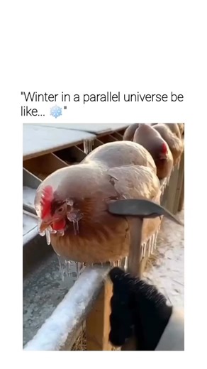 Daily Facts & Reels. on Instagram: "Follow for more. The X post by photographer @photo5065 features a 12-second video of chickens apparently encased in ice within a snowy coop, with a person chipping away the ice to free them, garnering over 9 million views and sparking widespread debate on its authenticity. Replies overwhelmingly label the footage as Al-generated, citing unnatural ice uniformity and chicken shapes; even Grok confirms it as staged or synthetic, noting no verified real incidents