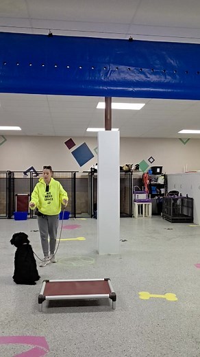 Hazel reviewing all of her basic obedience. We will be working a lot today on the stay command and place. She really is catching onto things more and more! | Fun Fur Pets Training Program