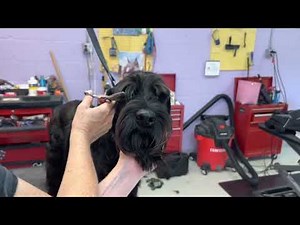 Trimming Schnauzer Eyebrows #2