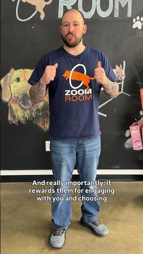 3 Indoor Training Games Every Dog Owner Should Know