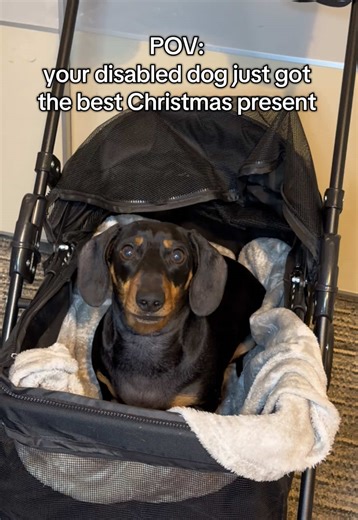 Best Christmas Gift for Disabled Dogs: Pet Strollers