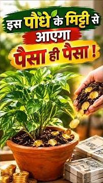 इस पौधे के मिट्टी से आएगा पैसा ही पैसा ! | Money Attraction Plant | Agamvani Channel