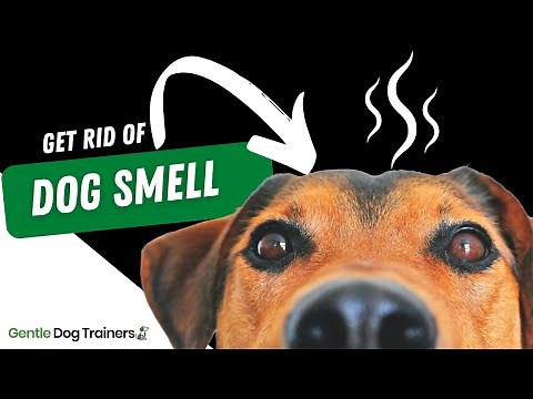 How To Get Rid Of Dog Smell - 8 Smelly Odour Remedies