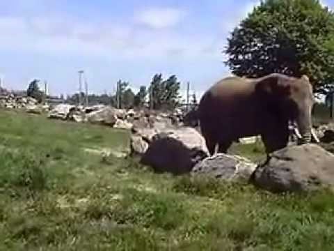 Elephant takes a huge POOP - Granby Zoo