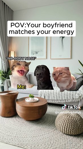 Divertidos Memes de Gatos para Compartir 😂❤️