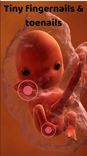 10 Week Pregnancy Baby Development | Major Changes in Your Growing Fetus This Week