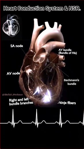 614K views · 7.5K reactions | The heart’s electrical highway in action! ⚡This stunning visual of the cardiac conduction system (CCS) shows how every heartbeat is orchestrated. #Cardiology #Electrophysiology #HeartHealth | Abdallah Othman | Facebook