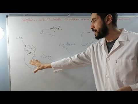 Le système rénine-angiotensine-aldostérone | SVT BAC