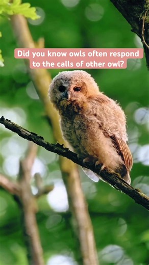 🦉 Listen to the Eerie Call of a Tawny Owl #TawnyOwl #birdsounds