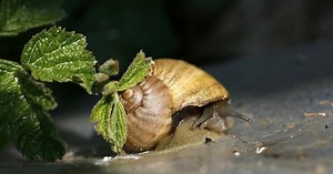 Snails in the Garden Pond