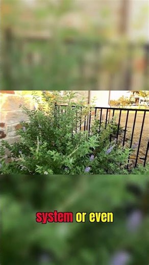 This Gorgeous STERILE Vitex - No Irrigation Required!!#texasgardening #droughttolerantplants