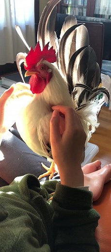 Magical Rooster - Happy House Chicken 🪄