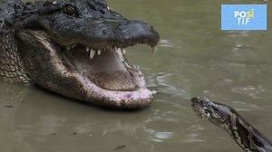 Personne ne s'attendait à une telle fin. Les alligators sont connus pour leurs grands et puissants crocs, mais leur adversaire, le python birman, semble être à leur hauteur... La confrontation choquante a montré à quel point cet énorme serpent peut être dangereux. Abonne-toi pour voir plus de vidéos: | Positif