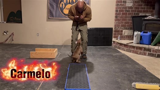 Teaching puppies to identify props can be a fun and engaging activity that enhances their cognitive skills and strengthens your bond. Here’s a structured approach to effectively train your puppy in prop identification: ### 1. **Choose the Right Props** - **Variety**: Select a range of props, such as toys, household items, and different textures (e.g., a ball, a stick, a soft toy). - **Safety**: Ensure all items are safe for puppies to interact with—no small parts that can be swallowed. ### 2. **