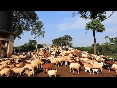 Raising HUNDREDS of Goats and Sheep