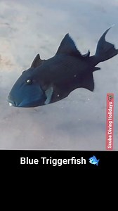 10K views · 337 reactions | Blue triggerfish, also known as the blue-throated triggerfish (Pseudobalistes fuscus), are stunning and unique marine creatures. #OceanLife #MarineLife #UnderwaterWorld #SeaCreatures #NatureLovers #triggerfish #CoralReef #AquaticLife #fishfacts #NaturePhotography #Wildlife #OceanExploration #UnderwaterPhotography #ecofriendly | Scuba Diving Holidays | Facebook