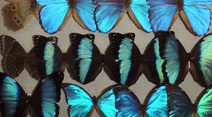 Insect Gallery and Museum