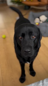 So beautiful 🤎💥 #labrador #black #labradorretriever #Amazing | Labrador Retriever Life