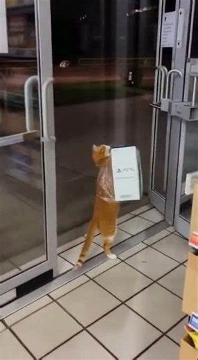 Cat Steals a PS5 😹💸 | What Happens Next Will Shock You!