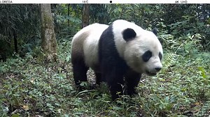 81K views · 3.5K reactions | Some 29 cameras around the vast Giant Panda National Park in southwest China's Sichuan province captured footage in the spring and summer 2023 of over 10 species of rare animals such as Giant pandas, Sichuan takins, Tibetan macaques, and sambar deer. #ChinaBiodiversity #PlanetMatters | CGTN Global Watch | Facebook