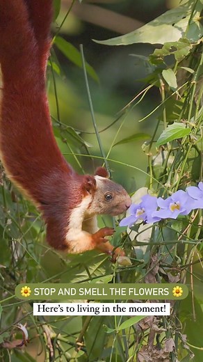 10K views · 473 reactions | ️✨ The Malabar giant squirrel, also...