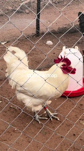 Exotic breeds Zimbabwe (@fortuneexotichatchry)’s videos with The Return Of Ungandidii - sfisoman