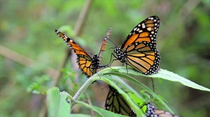 "Is it time to give up your caterpillar-like lifestyle? Is it time to give up living beneath yourself? Time to give up the thoughts, feelings, or behaviors that keep you groveling on the ground when you could be flying—soaring even? Is it time to lift your sights and cocoon yourself away from the old caterpillar way of life so that your real self can emerge?" —Wendy Watson Nelson For the full devotional, visit https://speeches.byu.edu/talks/wendy-l-watson_change-always-possibility/ | BYU Speeche