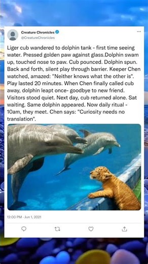 Liger Cub Meets Dolphins for the First Time#Liger #Dolphins #AnimalFriends #Wildlife