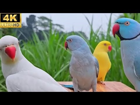 The funniest and cutest parrots compilation 🤣🦜 with nature videos parrot 🦜 #funny #birds