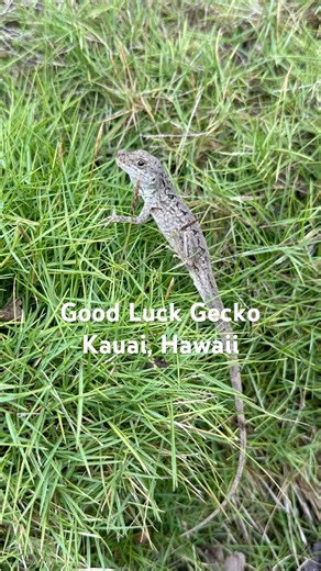 Good Luck Gecko | Kauai, Hawaii