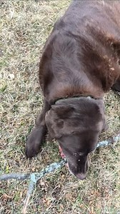 He found a stick #dog | Gary Eigenbrod