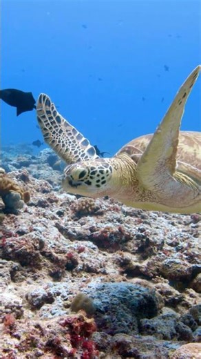 Serene moments with the ocean’s most graceful travellers 🐠🐢🇵🇼