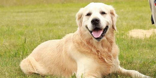 Combien de temps vit un Golden Retriever ?