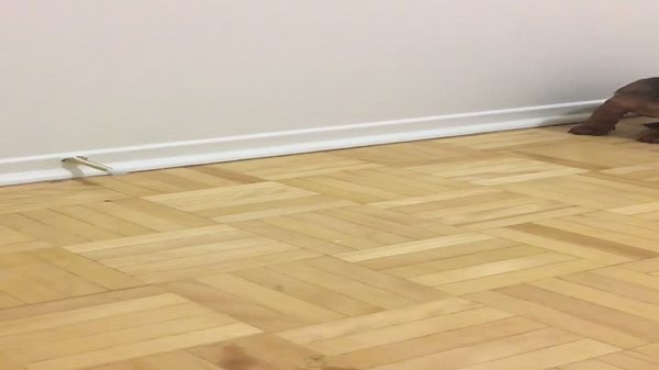 Puppy’s Playtime Takes a Hilarious Turn