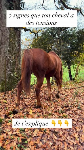 57 reactions · 14 comments | 栗‍♂️Ton cheval ne parle pas avec des...