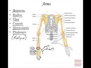 06 Appendicular Skeleton Anatomy and Physiology