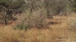 When Lion hunt goes wrong ..... | Michaelka's hunting