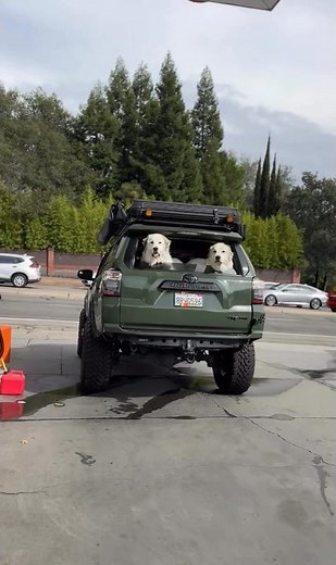 Is the 4 Runner the best dog car ever made?