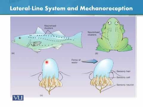Lateral Line System and Mechanoreceptors | Animal Form & Function 1 (Theory) | ZOO516T_Topic071