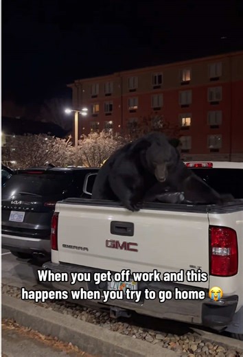 A huge,biown,dog?#bear #funny #cute #animals #fpy