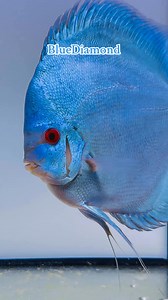 Europa Discus Center - [ ] https://europadiscuscenter.de/stockliste/?v=3a52f3c22ed6 Europa Discus Center Europa Discus Center GbR Rudolf Wagner Mittelwiese 18, 55299, Nackenheim wagner@europadiscuscenter.de | EuropaDiscusCenter