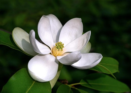 Georgia to change state flower, why the Cherokee rose had to go