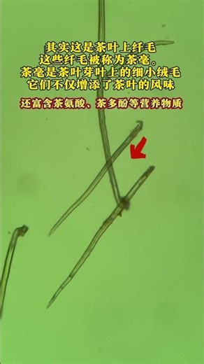 Can overnight tea be drunk? The world under the microscope