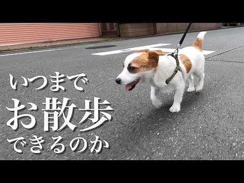 How long can I take my Jack Russell Terrier for a walk?