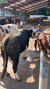 Sapi minta gendong | Sapi bull
